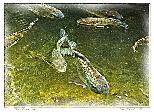 Tanjung Rhu Fish-1 - NFT